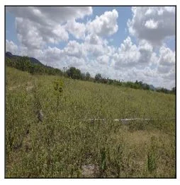 Terreno - Jatauba - Ocupado — foto 2