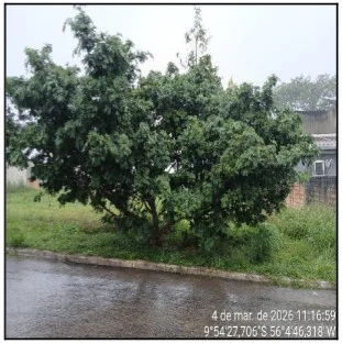 Terreno - Alta Floresta - Desocupado — foto 2