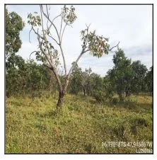 Terreno - Luziania - Desocupado — foto 2
