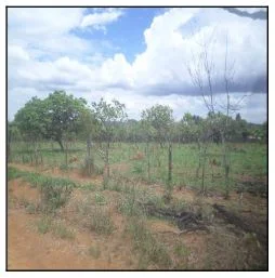 Terreno - Luziania - Desocupado — foto 2