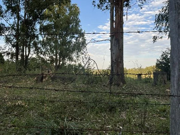 Terreno - Eldorado do Sul - Desocupado — foto 2