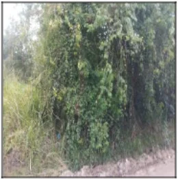 Terreno - Itaborai - Desocupado — foto 2