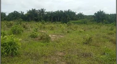 Terreno - Viana - Ocupado — foto 2